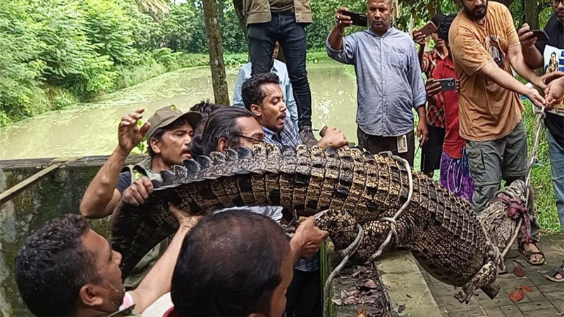 রিসোর্ট থেকে উদ্ধার করা হলো নোনা পানির কুমির