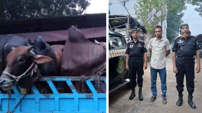 পুলিশ পরিচয়ে গরু ছিনতাই, চক্রের প্রধান গ্রেফতার