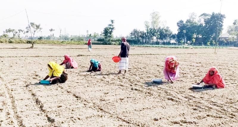 শেরপুুরে আলু বীজ রোপণে ব্যস্ত চাষি