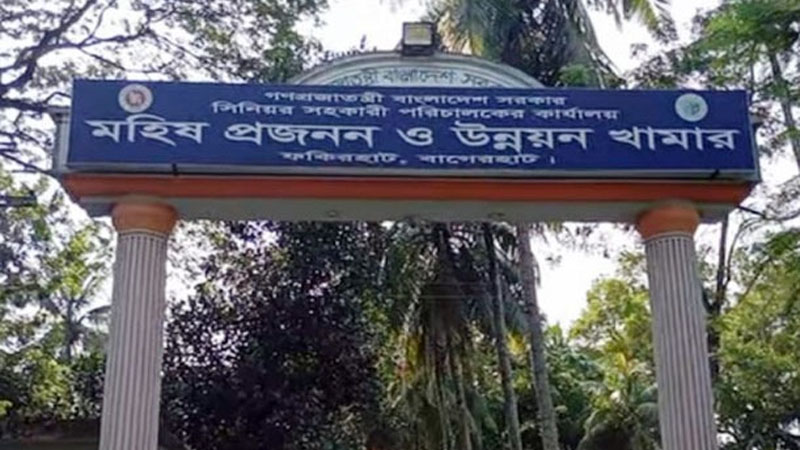 প্রজনন খামারে ১৭ মহিষের রহস্যজনক মৃত্যু