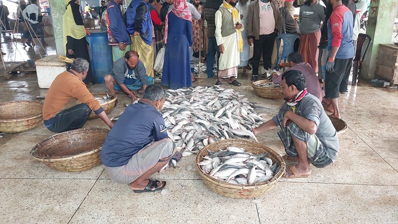 ট্রলারভর্তি ১৯৫ মণ ইলিশ, দাম ৪০ লাখ!