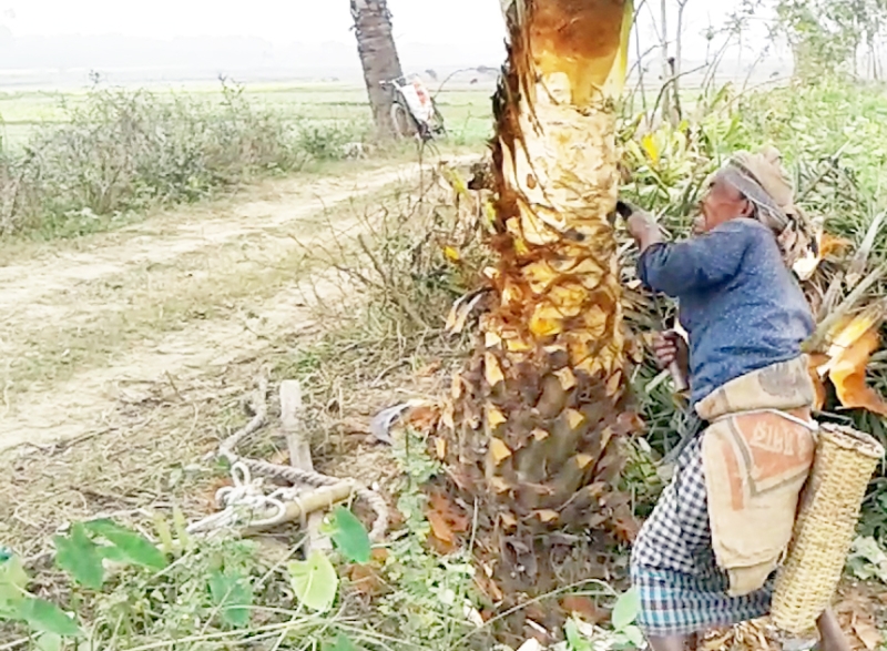 মাগুরায় খেজুর  গাছ কাটা  শুরু