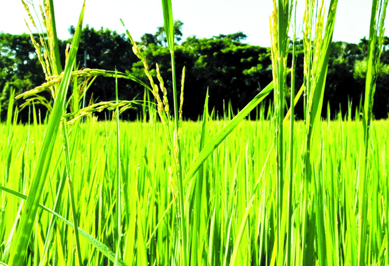 মরা কার্তিক অপবাদ  ঘুচে গেছে অনেক  ফসলে