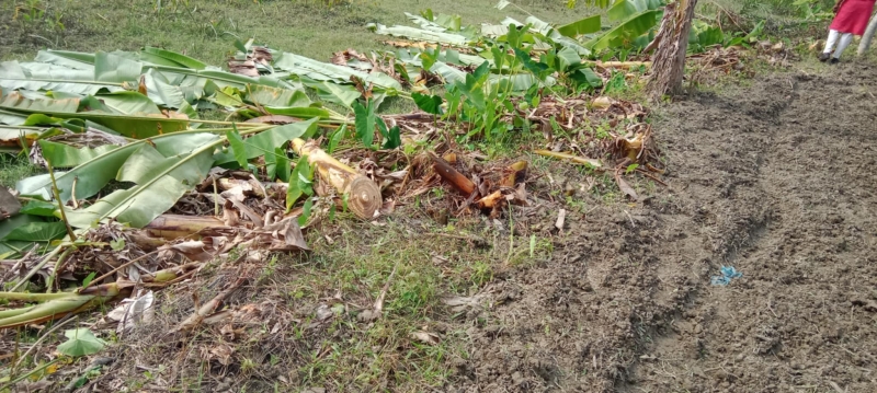 আমতলীতে জমি দখল করতে দুই শতাধিক কলাগাছ কেটে সাবাড়!