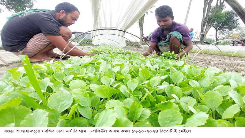 বগুড়ার নার্সারিতে উৎপাদিত সবজির চারা যাচ্ছে দেশ  জুড়ে