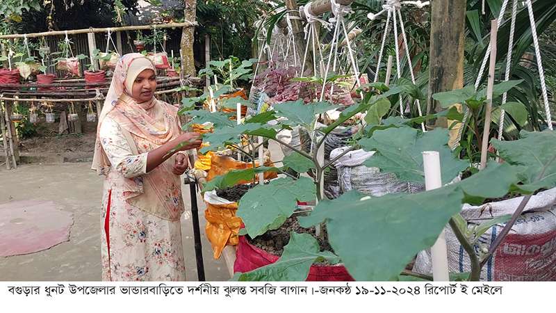 বগুড়ার ধুনটে যমুনার বাঁধের ধারে দর্শনীয় ঝুলন্ত সবজি বাগান