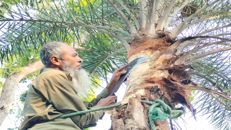 বরিশালে হারিয়ে যাচ্ছে গ্রামীন ঐতিহ্যবাহী খেজুর গাছ ও রস