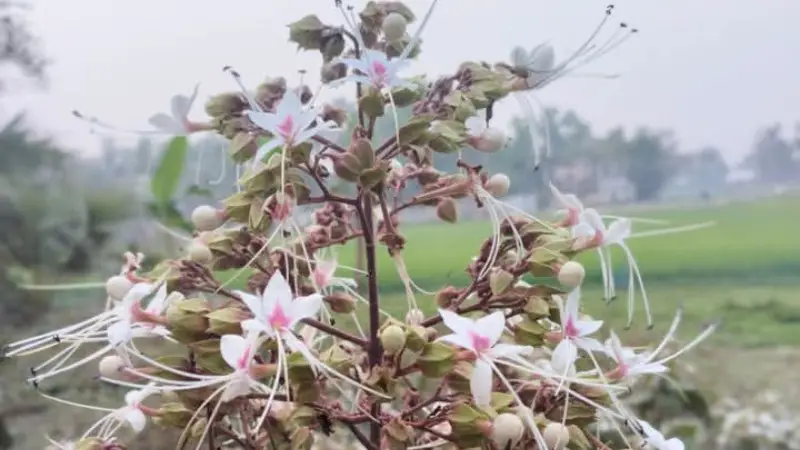 ওষধি গাছ ভাইট ফুল, ঐতিহ্য হারিয়ে এখন প্রায় বিলুপ্তির পথে