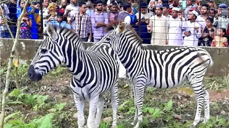 রংপুর চিড়িয়াখানায় নতুন অতিথি