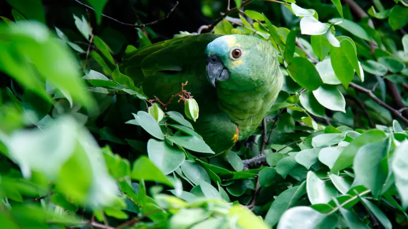 বন্যপ্রকৃতিতে প্রায় অদৃশ্য ৮টি সবুজ পাখি