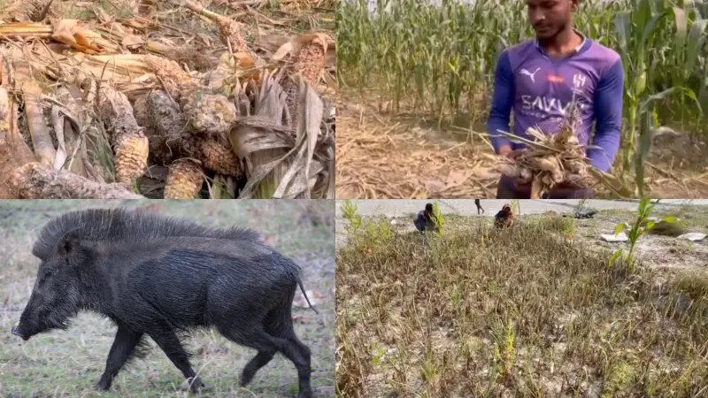 ভারতীয় শুকরের তাণ্ডবে কৃষকেরা বিপর্যস্ত