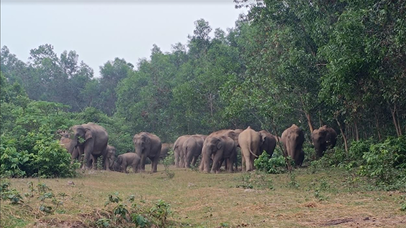 বন্যহাতির তাণ্ডবে নির্ঘুম রাত কাটছে গ্রামবাসীর