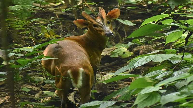 ফটিকছড়ির  ‘হাজারিখিল অভয়ারণ্য’ একটি অসাধারণ প্রাকৃতিক ভ্রমণ স্পট