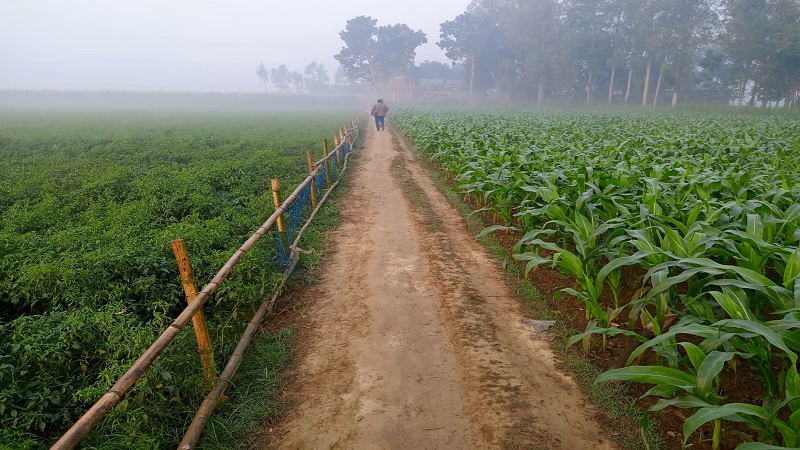 গাইবান্ধায় বেড়েছে ঠান্ডার প্রকোপ, সূর্যের দেখা মিলছেনা