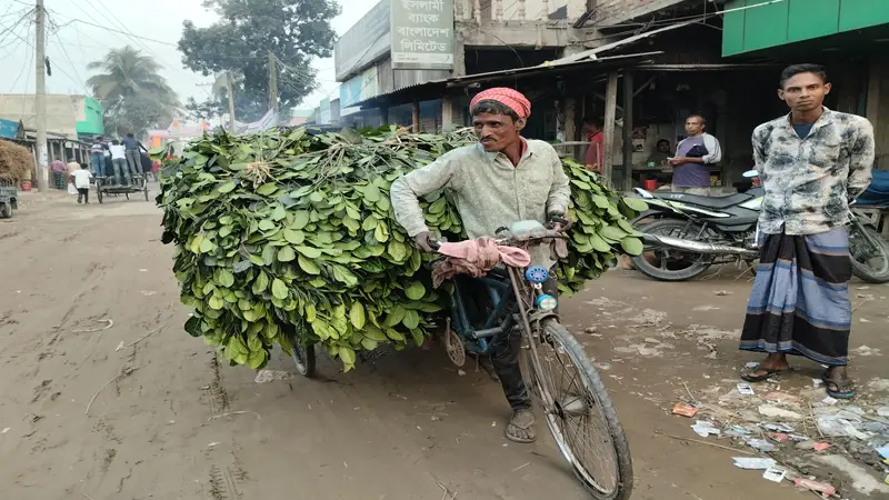 কাঁঠালপাতার কেনাবেচায় সংসার চলে সাহেব মিয়ার