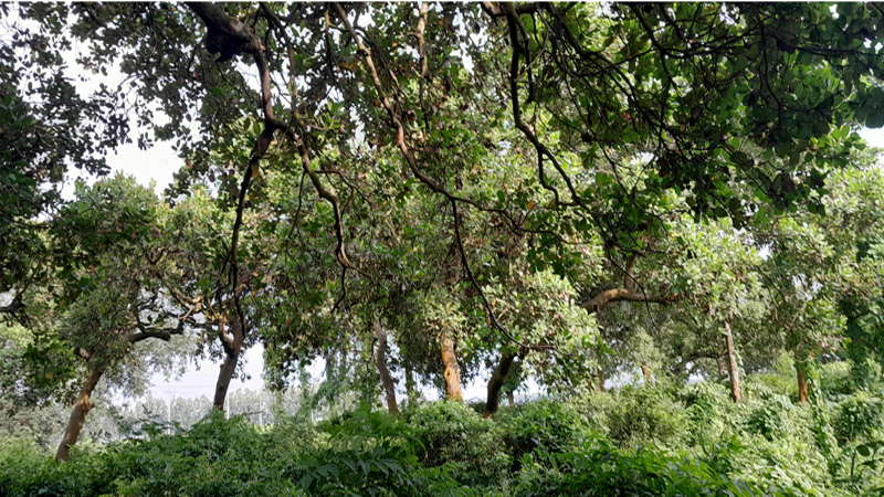 গোবিন্দগঞ্জের রংপুর চিনিকলের সাহেবগঞ্জ বাণিজ্যিক খামারে কাজুবাদাম