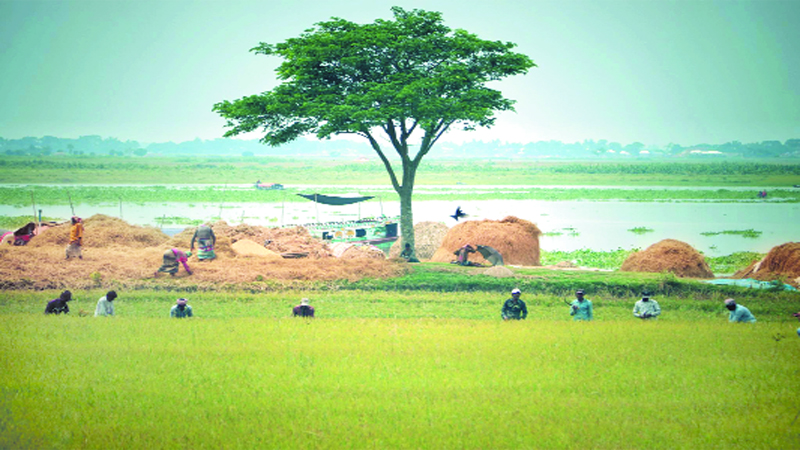 প্রকৃতিতে হেমন্তের ছোঁয়া