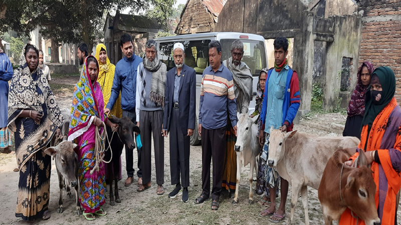 ঝিনাইদহে হতদরিদ্র পরিবারদের নারীদের মাঝে বিনামুল্যে বকনা বাছুর বিতরণ