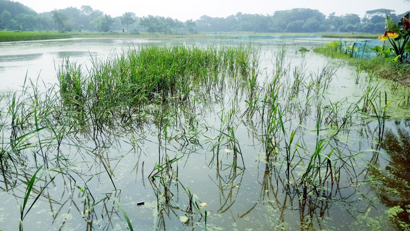 কেশবপুরে দীর্ঘস্থায়ী জলাবদ্ধতায় দুই হাজার হেক্টর জমির আমন নষ্ট