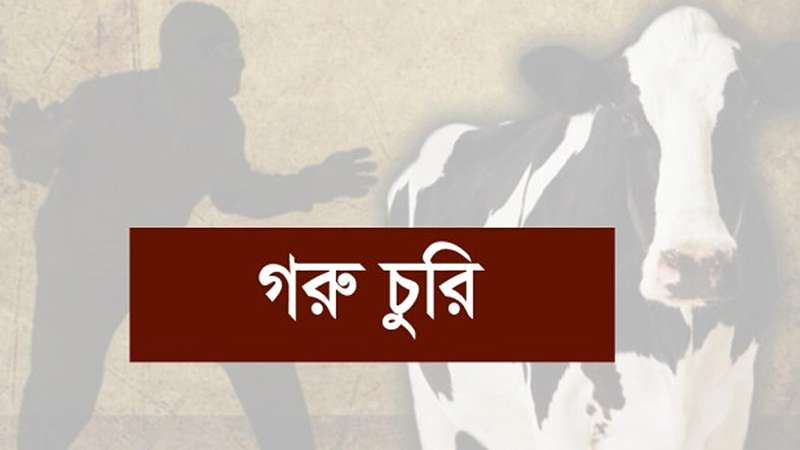 নাঙ্গলকোটে গরু চুরির হিড়িক আতঙ্কে খামারিরা