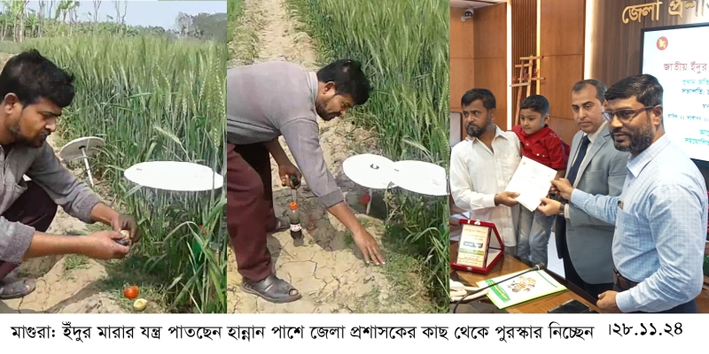 মাগুরায় ইঁদুর নিধন করে ফসল রক্ষ্যা করছেন ভ্যান মিস্ত্রি আব্দুল হান্নান