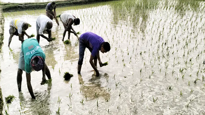 উলিপুরে বোরো চারা  রোপণে ব্যস্ত কৃষক