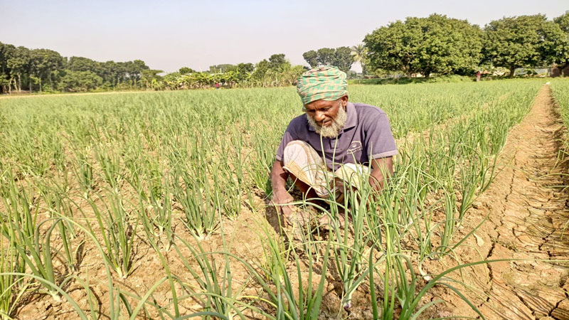 পদ্মার চরে স্বপ্ন বুনছে কৃষক