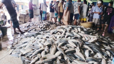 হাসিমুখে ইলিশ নিয়ে ঘাটে ফিরছে জেলেরা