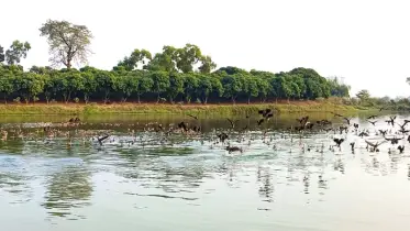 অতিথি পাখির স্বর্গরাজ্য রামরাই দিঘি