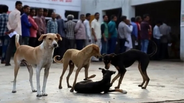 ভারতের যে প্রদেশের মানুষ কুকুরের মাংস খায়