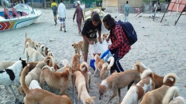 সেন্ট মার্টিনের কুকুর বাঁচাতে গেল খাবার, সঙ্গে চিকিৎসক