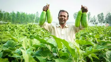 পাল্টে যাচ্ছে রাজবাড়ীর পদ্মা চরের অর্থনীতি