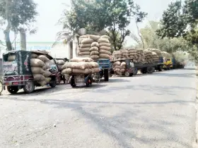 শেরপুরে আলুর সংরক্ষণ নিয়ে বিপাকে কৃষক