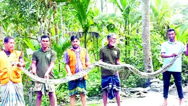 বাগেরহাটে ২০ ফুট লম্বা অজগর সাপ উদ্ধার  বনে অবমুক্ত