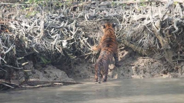 আবারও ৩ বাঘের দেখা পেল পর্যটকরা 