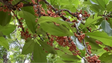 খাগড়াছড়িতে বাণিজ্যিকভাবে বাড়ছে লটকন চাষ