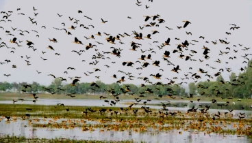 আশঙ্কাজনক হারে কমছে অতিথি পাখি, কারণ কী?