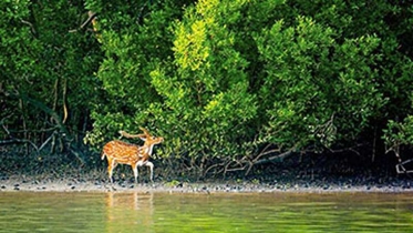 বাংলাদেশে শীতকালে ঘুরতে যাওয়ার সেরা ৫টি জায়গা