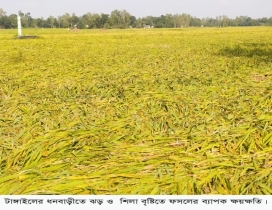 ধনবাড়ীতে শিলাবৃষ্টিতে ফসলের ব্যাপক ক্ষতি