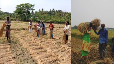 ছাত্রলীগ নিষিদ্ধ: এবার ধান কাটবে কে !