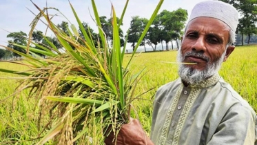 হবিগঞ্জে ব্রি ১০০ ও ৮৭ জাতের ধানের বাম্পার ফলন