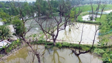 কলাপাড়ায় ম্যানগ্রোভ বনাঞ্চল নিধন চলছে ফ্রি-স্টাইলে