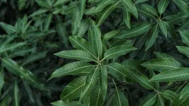 ডায়াবেটিস, ত্বক, হৃদযন্ত্র—সব সমস্যার সমাধানে আম পাতা