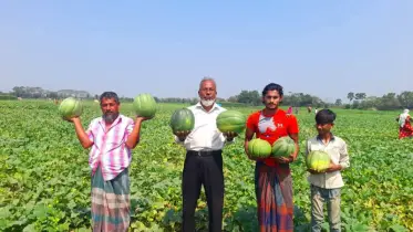 দাউদকান্দিতে বাঙ্গির বাম্পার ফলন, দাম পেয়ে খুশি কৃষক 