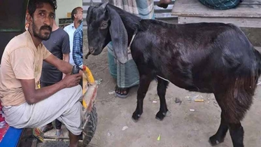 পুলিশের গাড়িতে ধাক্কা, লুঙ্গির নিচ থেকে বের হলো ছাগল