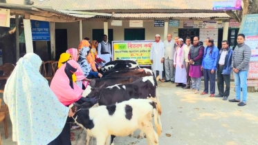 বাছুরের বদলে ফটোসেশন শেষে হাতে খিচুড়ি দিল এনজিও