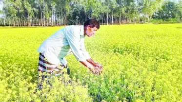 আমদানি নির্ভরতা কমাবে সরিষা