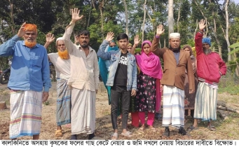 কালকিনিতে কৃষকের শতাধিক ফলের গাছ কেটে নেয়ার অভিযোগ