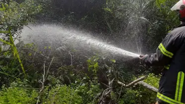 নিভেছে সুন্দরবনের আগুন, তদন্ত কমিটি গঠন