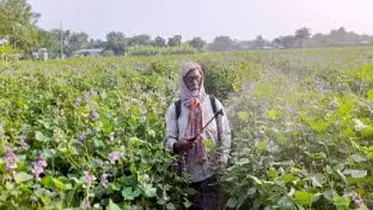 কীটনাশকের আগ্রাসন